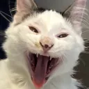 cancriplasmartz