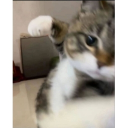 avatar ꨄsᴇᴘᴛᴇᴍʙᴇʀ