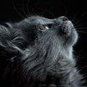 avatar 𝕽𝖈_𝕸10