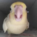 theendy