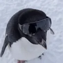 pingvichenko