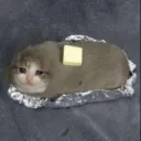 dabutteredcat