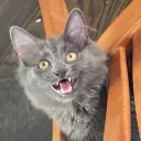 blahaj2