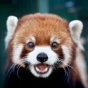 redpandavgc