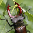 avatar 𝚕𝚘𝚛𝚒