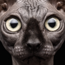 avatar Alex Bisterfeld