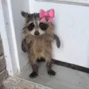 kr0lin09