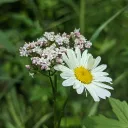 okayolivier