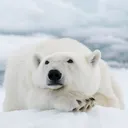 bipolar._.bear