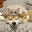 shibu885