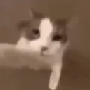 fermodowaza