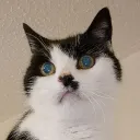boliecake