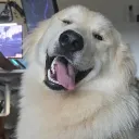 aoily