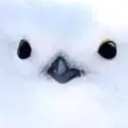 .foxtr0tt