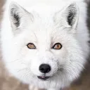 shiro_kitsune0208