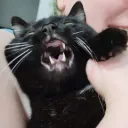 spider.kitten