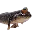 igubn