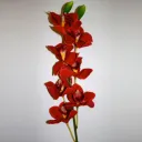 bloodorchid5713