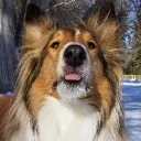 collieflowersbark