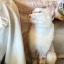 avatar 𝓐𝓵𝓮𝓪