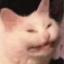 cat._.bot