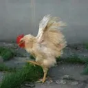 chunkchyi
