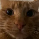 oosae