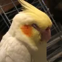 tottoco
