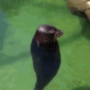 zauqk
