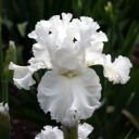 avatar Iris