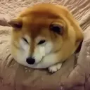 shibciaa