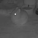 luna_exe.