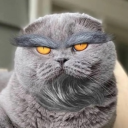 avatar junkedtree