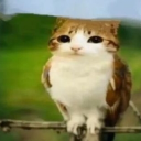 avatar MFMFMFMFMFMFMFMF