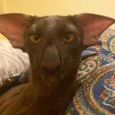 .fuuu.