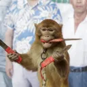 the_rare_bear