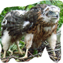 kruetzjaem#5669's avatar