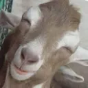 sheepeeow7894