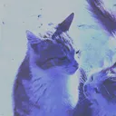 dzkj