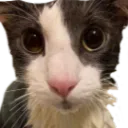 joehypews