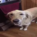 shrecknt
