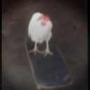 skate.board.chicken avatar