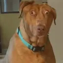 tonedawg16