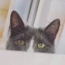 hellojebbles