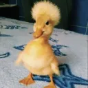 weest1ing0623