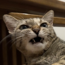 Discord Avatar