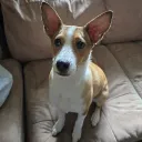 pooperdooper00
