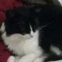 maddestcattest