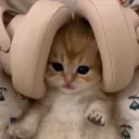 goldenbritishshorthair avatar