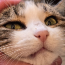 avatar Gino Valentino Alpigiani